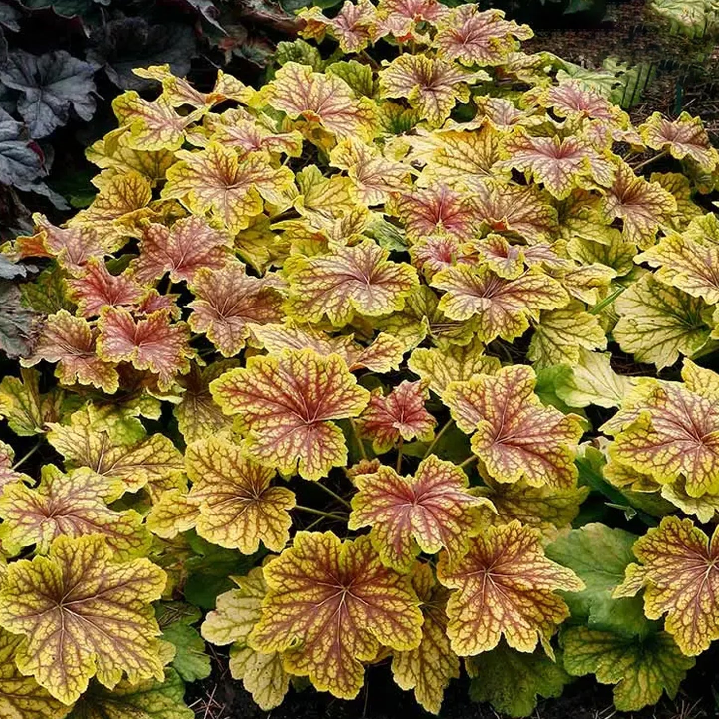 Heuchera Red Lightning