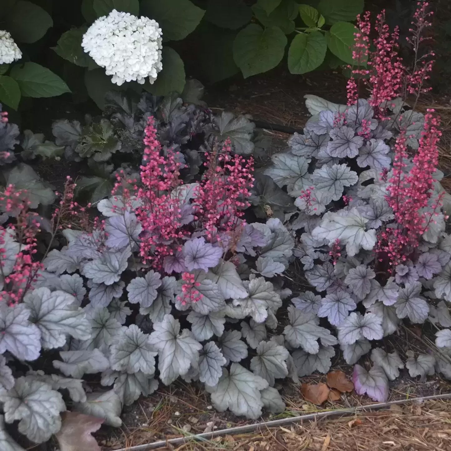 Heuchera Silver Gumdrop
