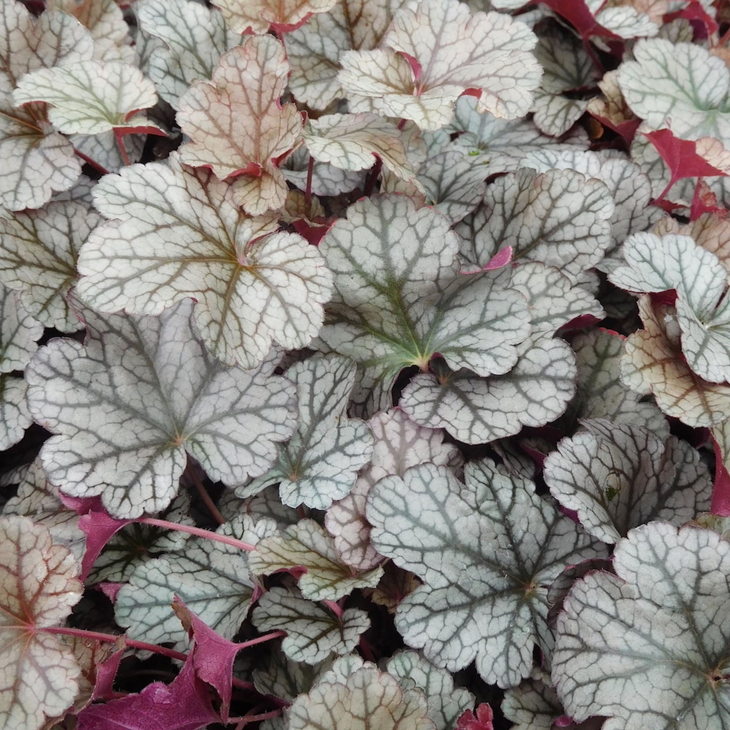 Heuchera Silver Scrolls