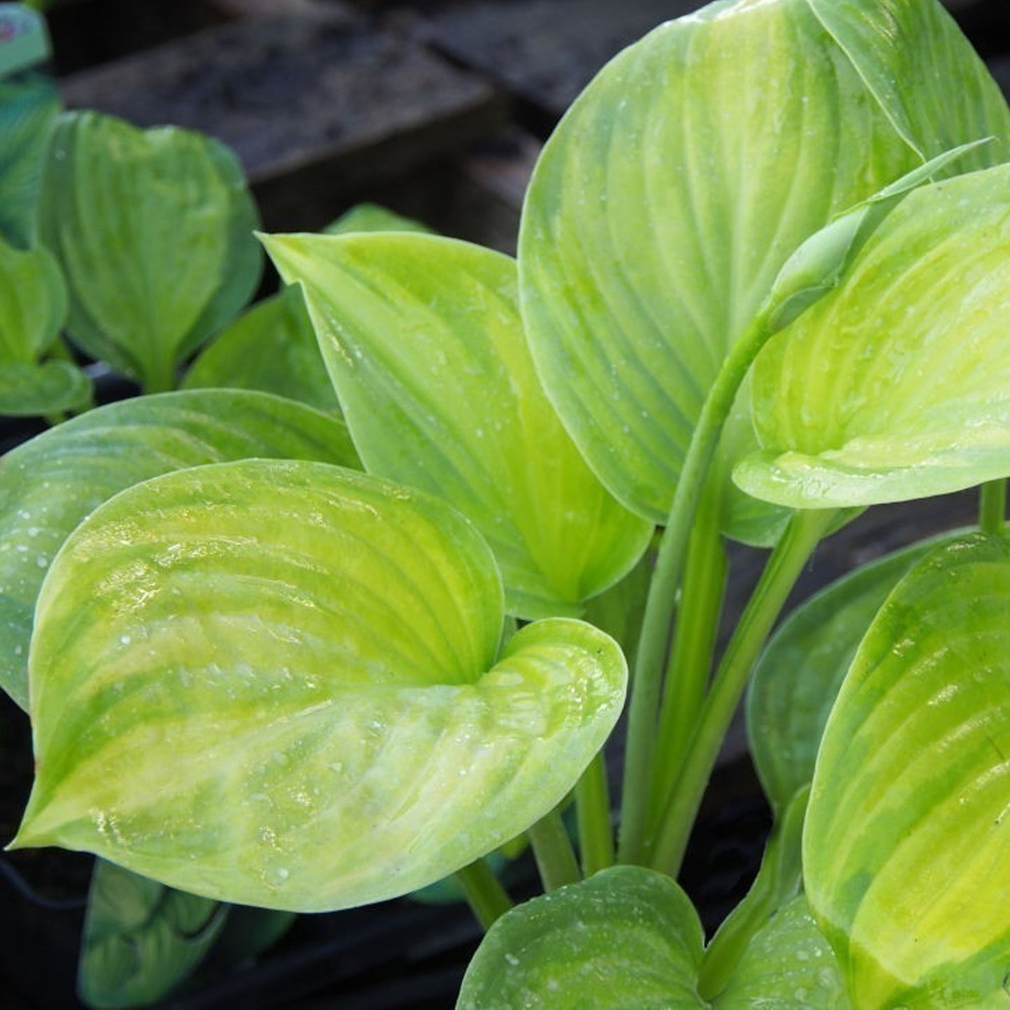 Hosta Guacamole