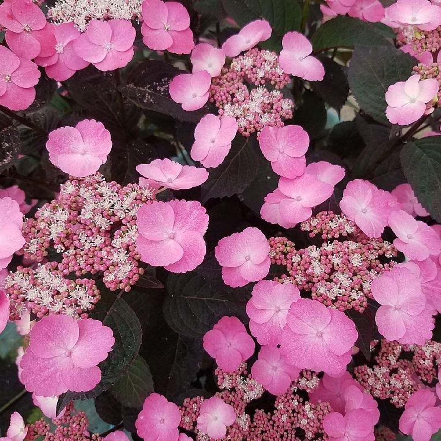 Hydrangea Daredevil