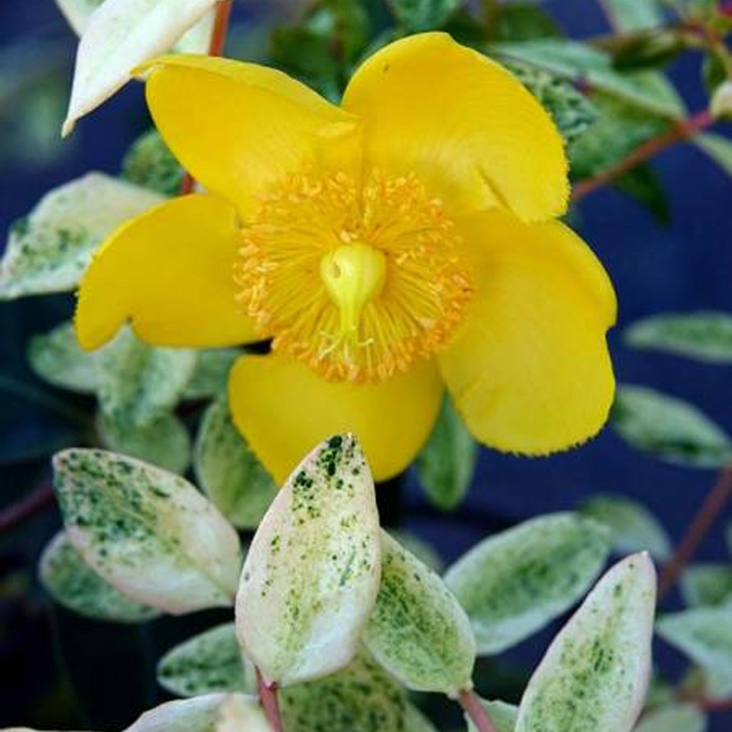 Hypericum Radiance