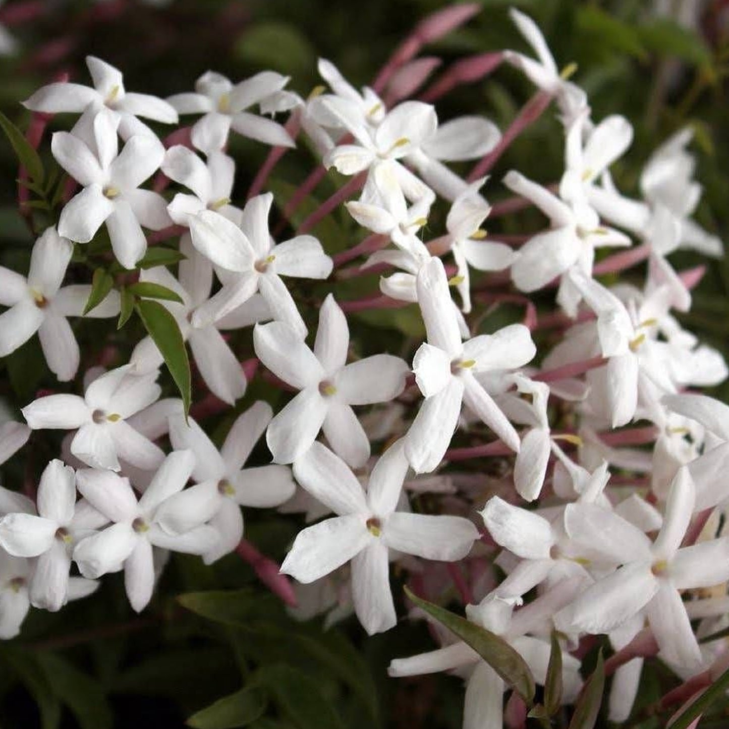 Jasminum polyanthum