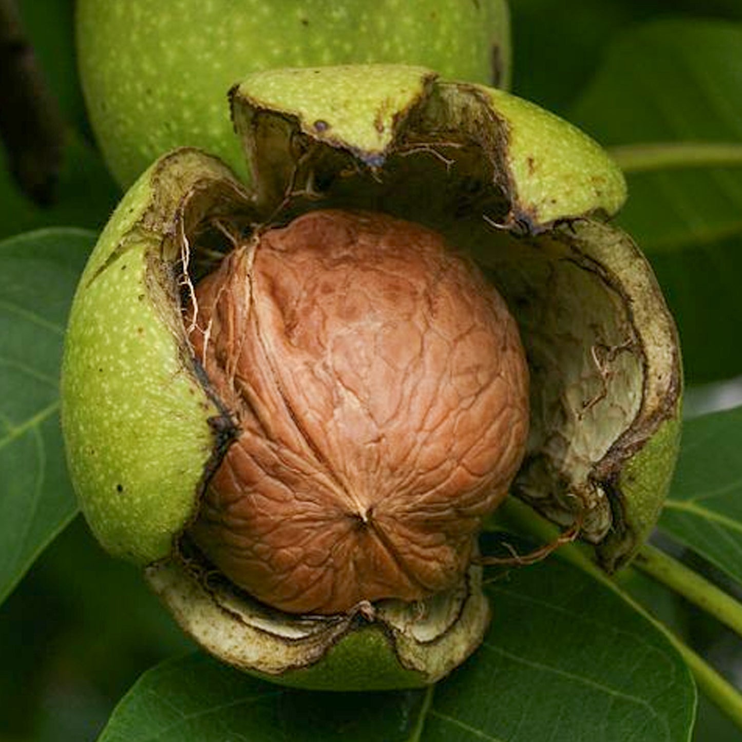 Juglans Regia Tree (7.5L, 4-5ft)