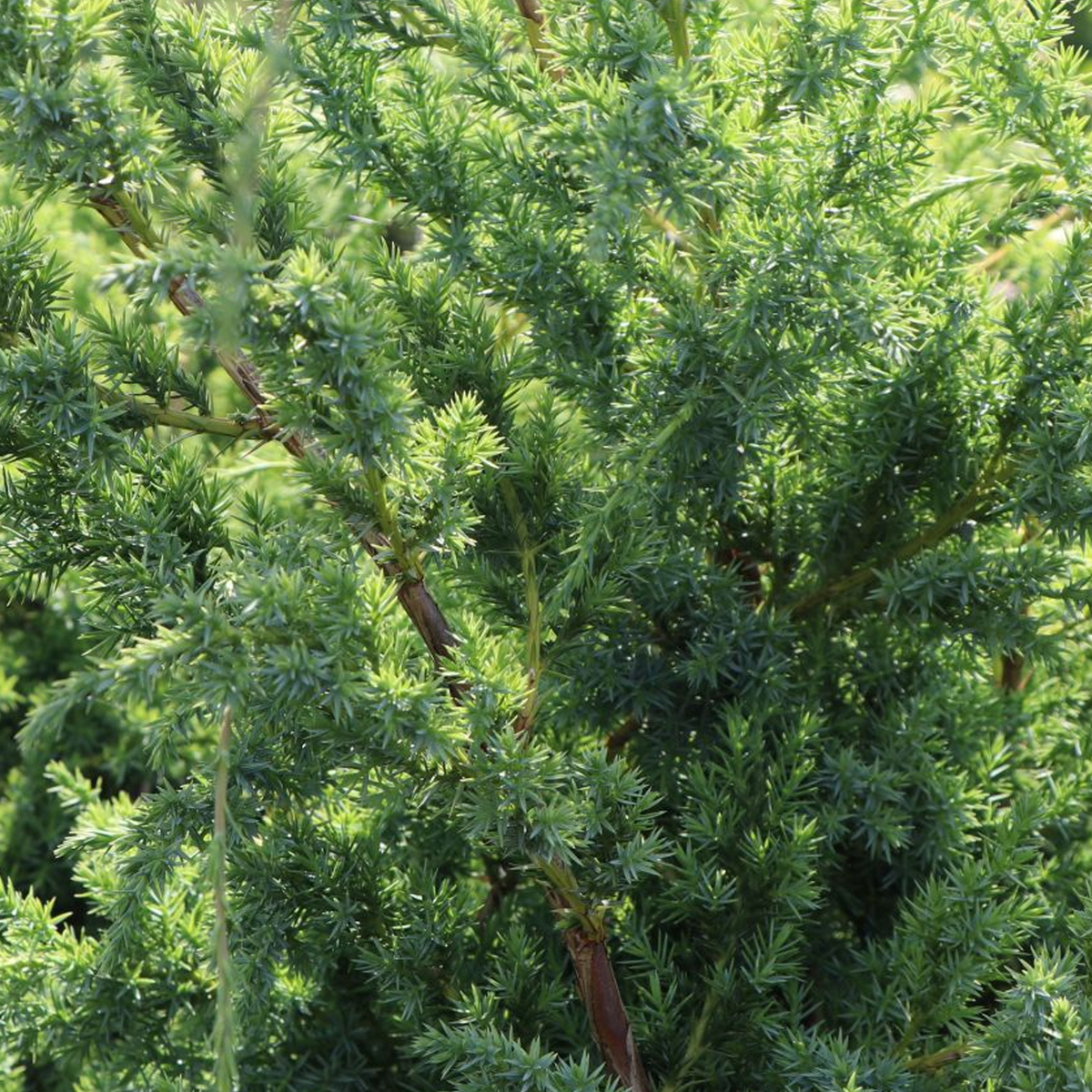 Juniperus Blue Alps (9cm)