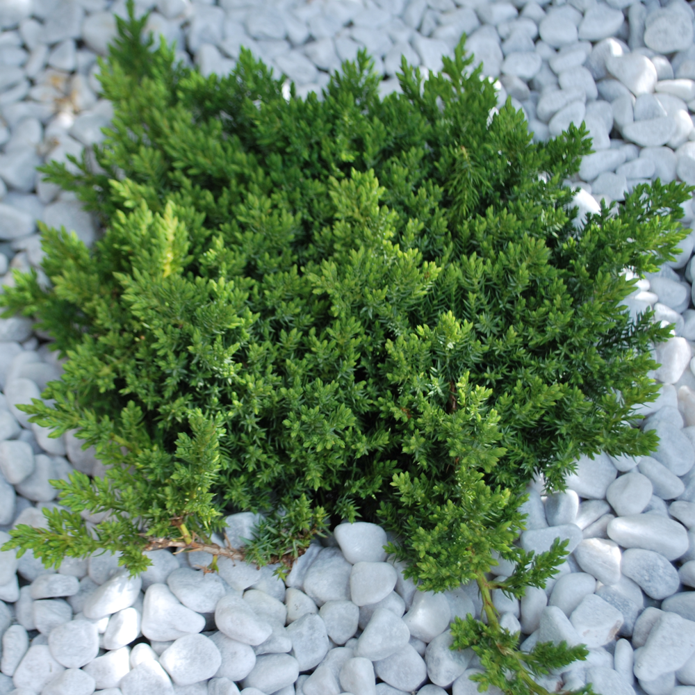 Juniperus Nana (9cm)