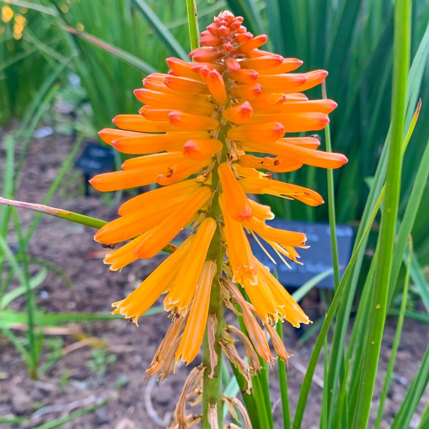 Kniphofia Poco Orange