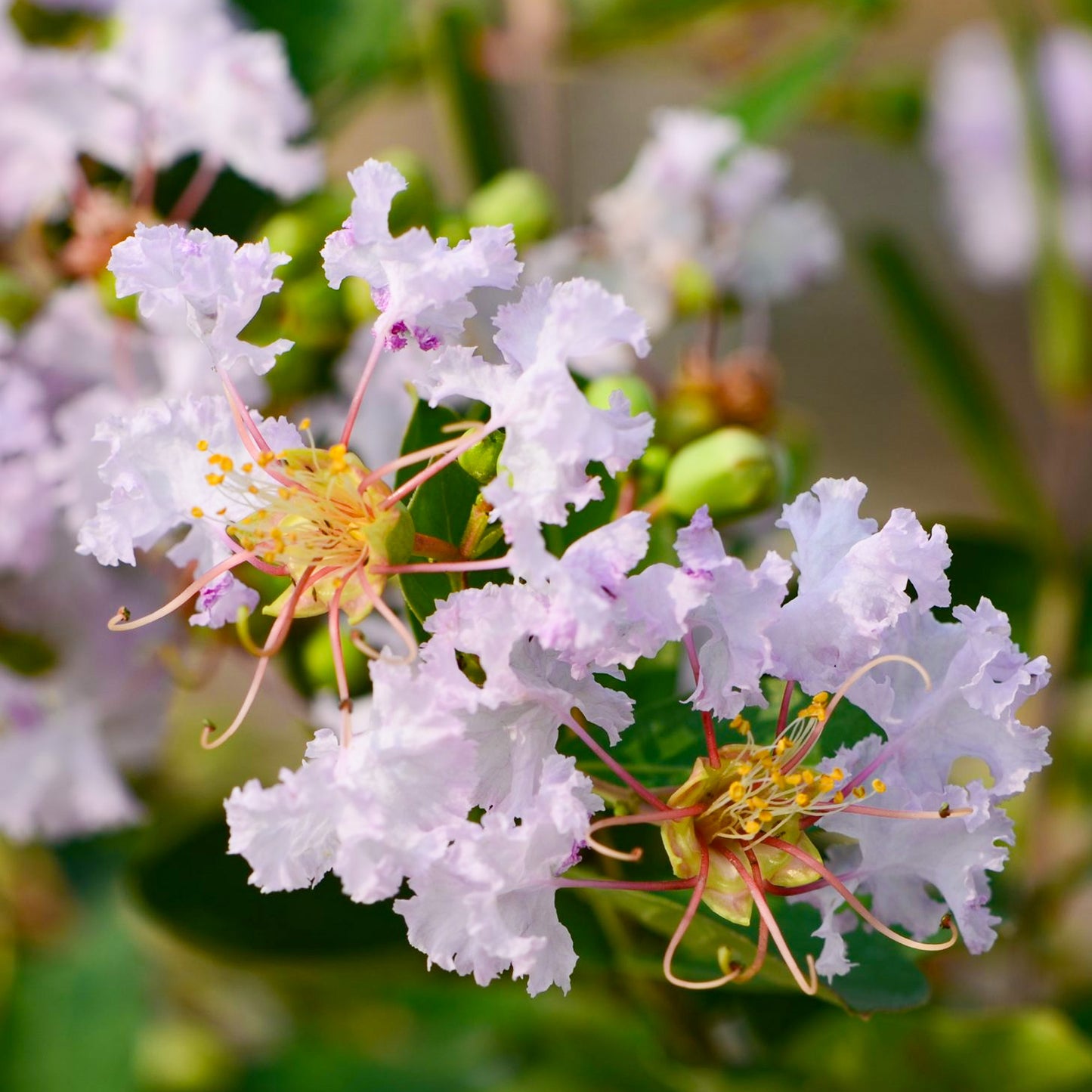 Lagerstroemia Lafayette