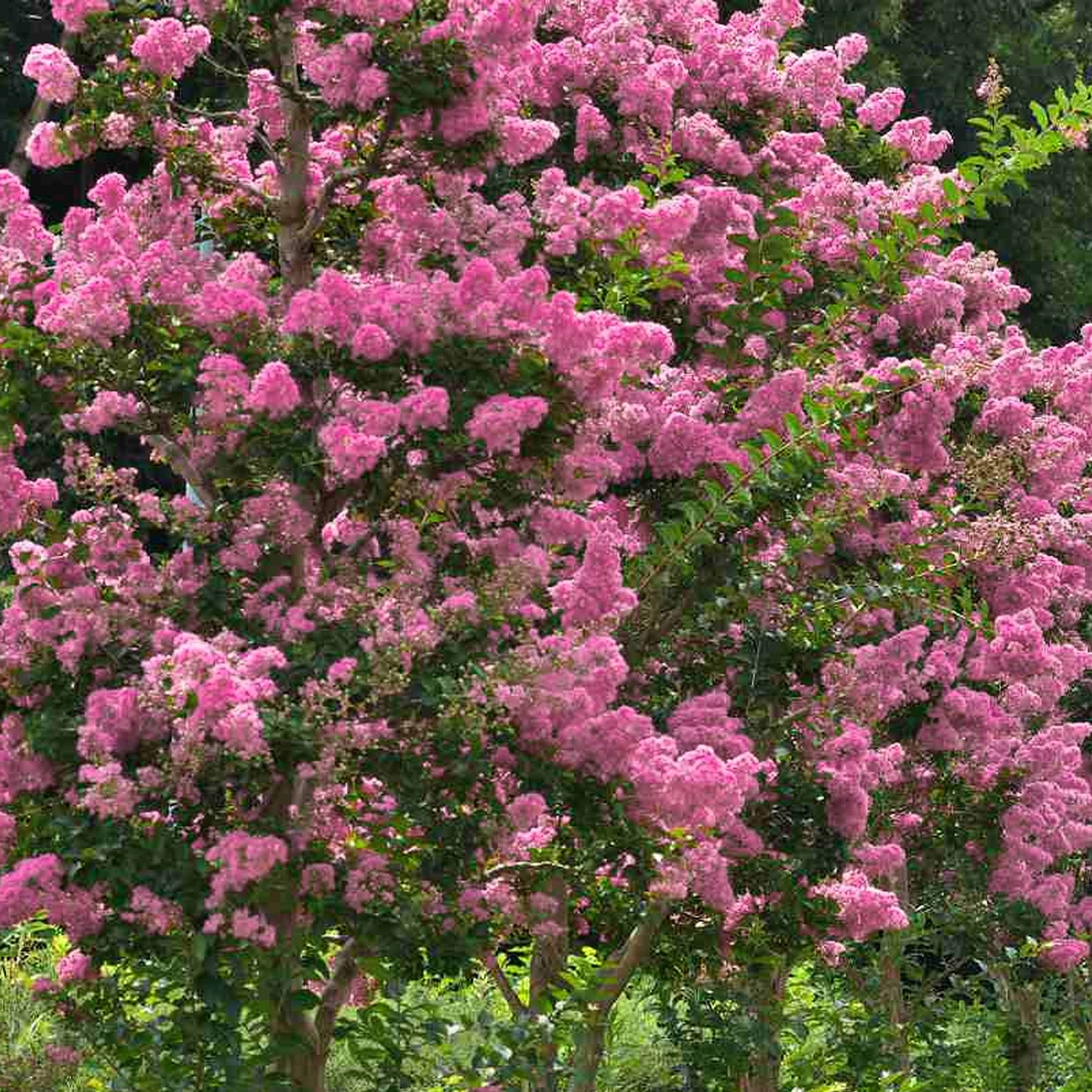 Lagerstroemia Rosea