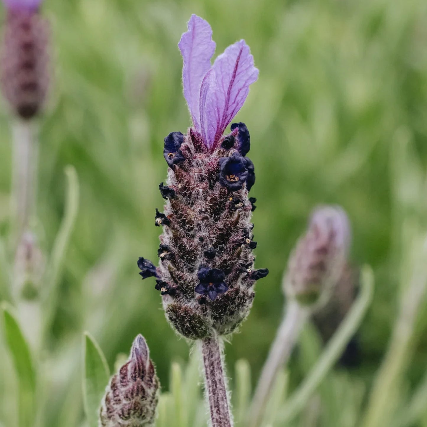 Herbs - French Lavender, Lavandula Stoechas