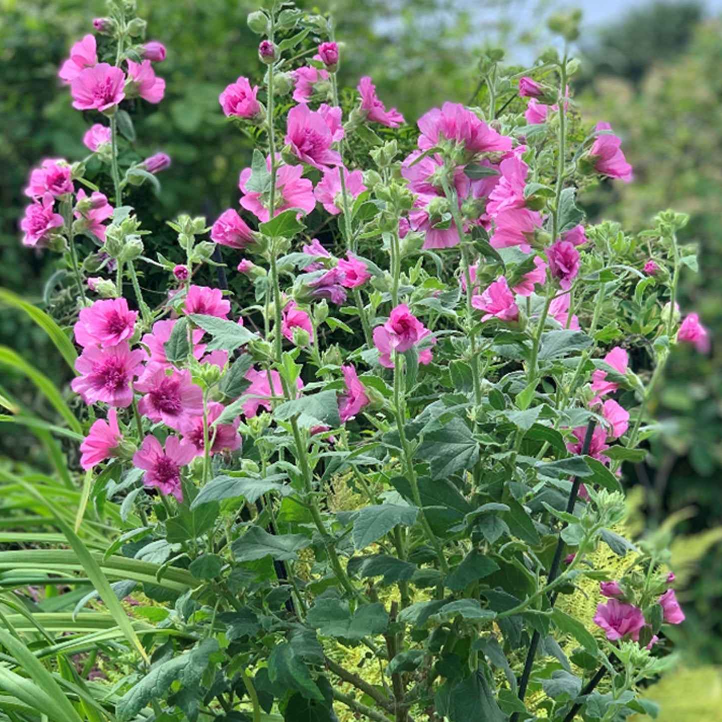 Lavatera Princess Pink