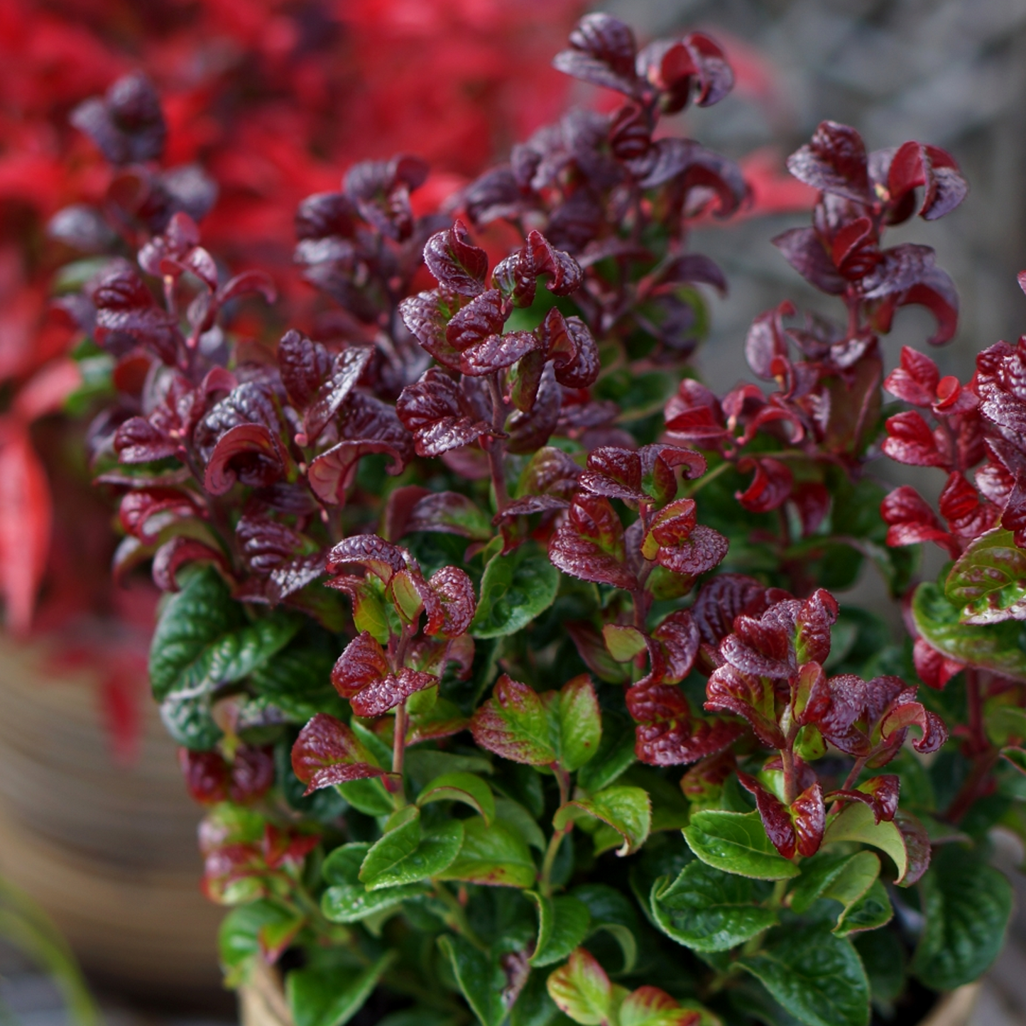 Leucothoe Curly Red