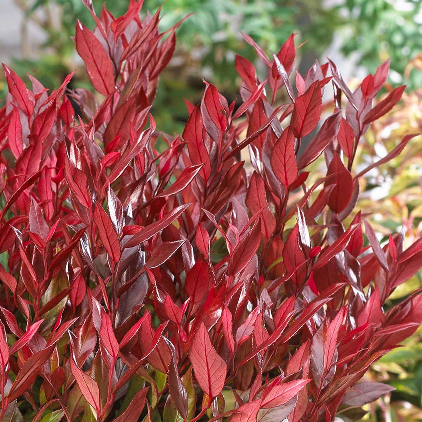 Leucothoe Little Flames