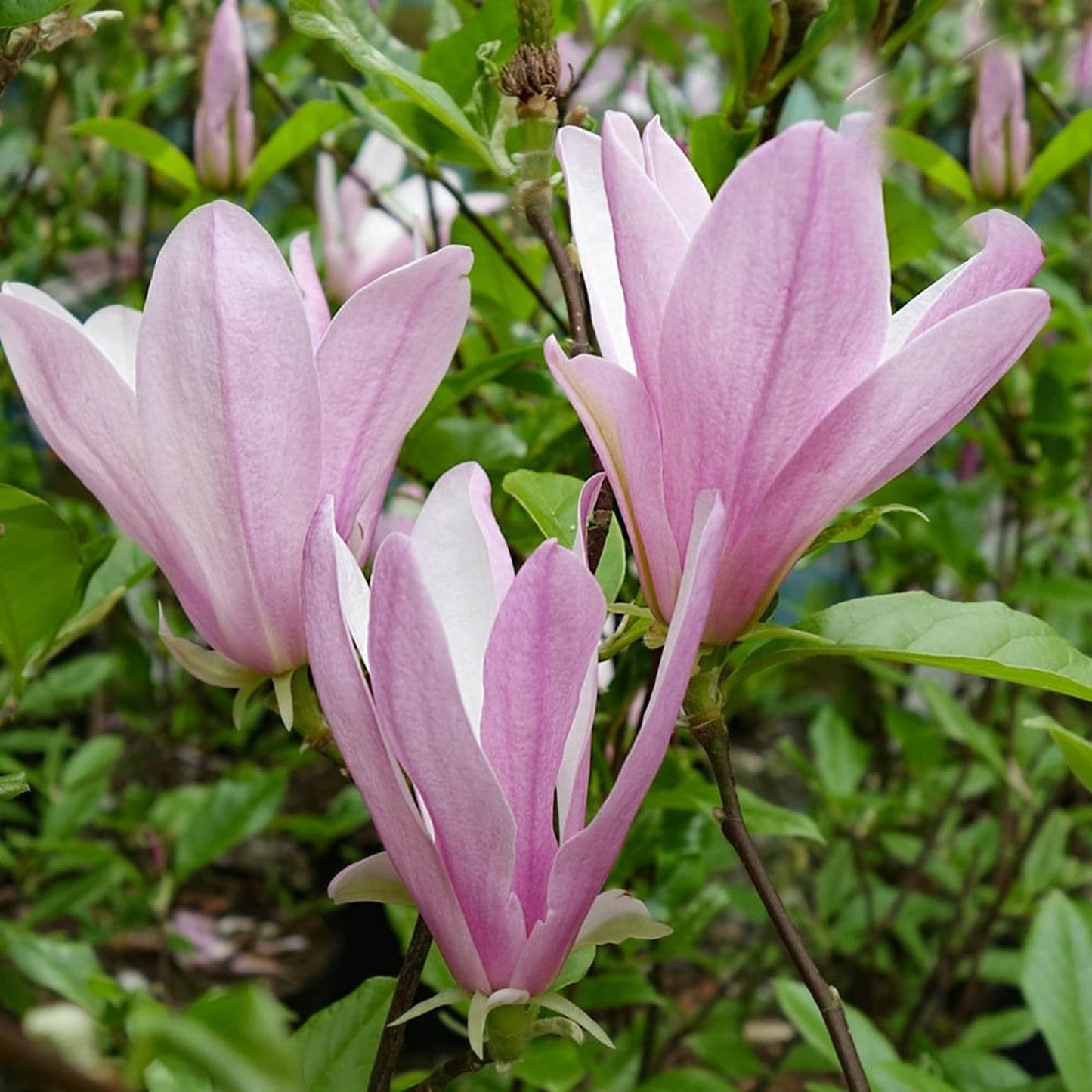 Magnolia George Henry Kern