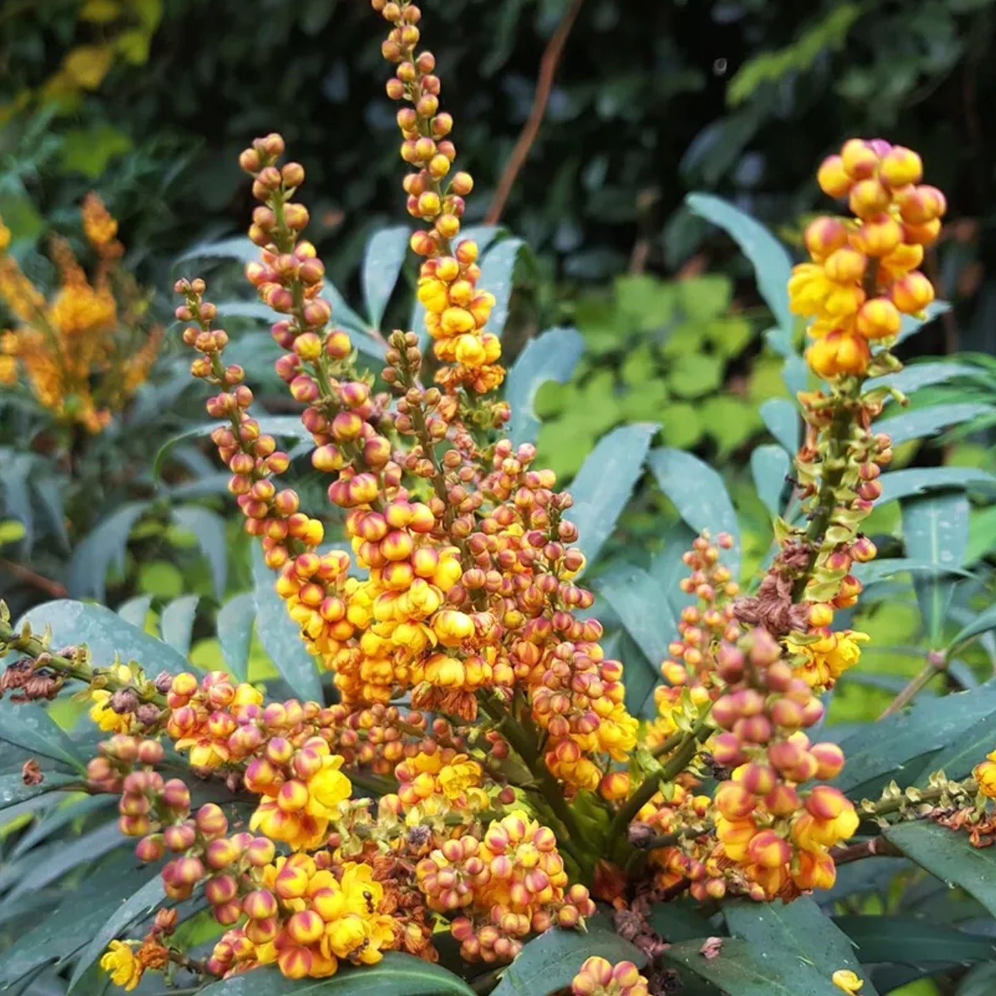 Mahonia Volcano