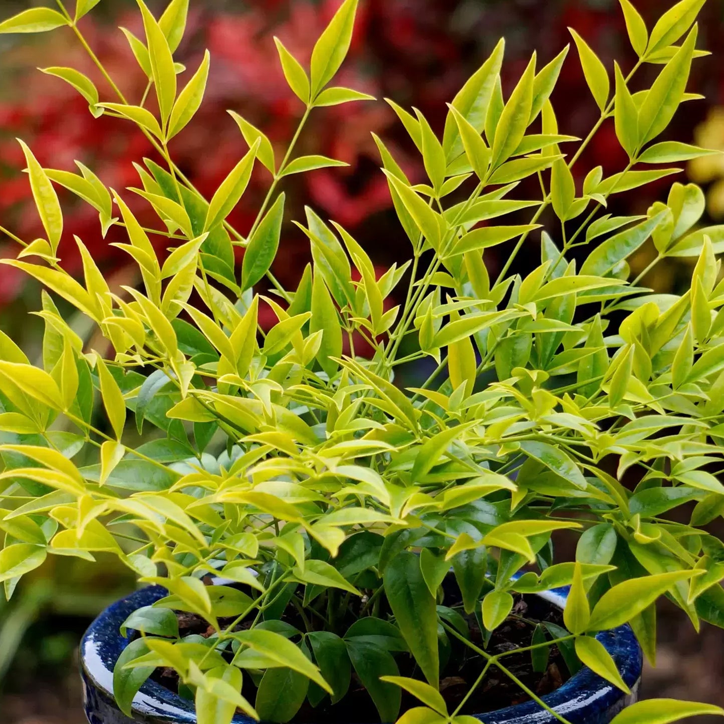 Nandina Brightlight