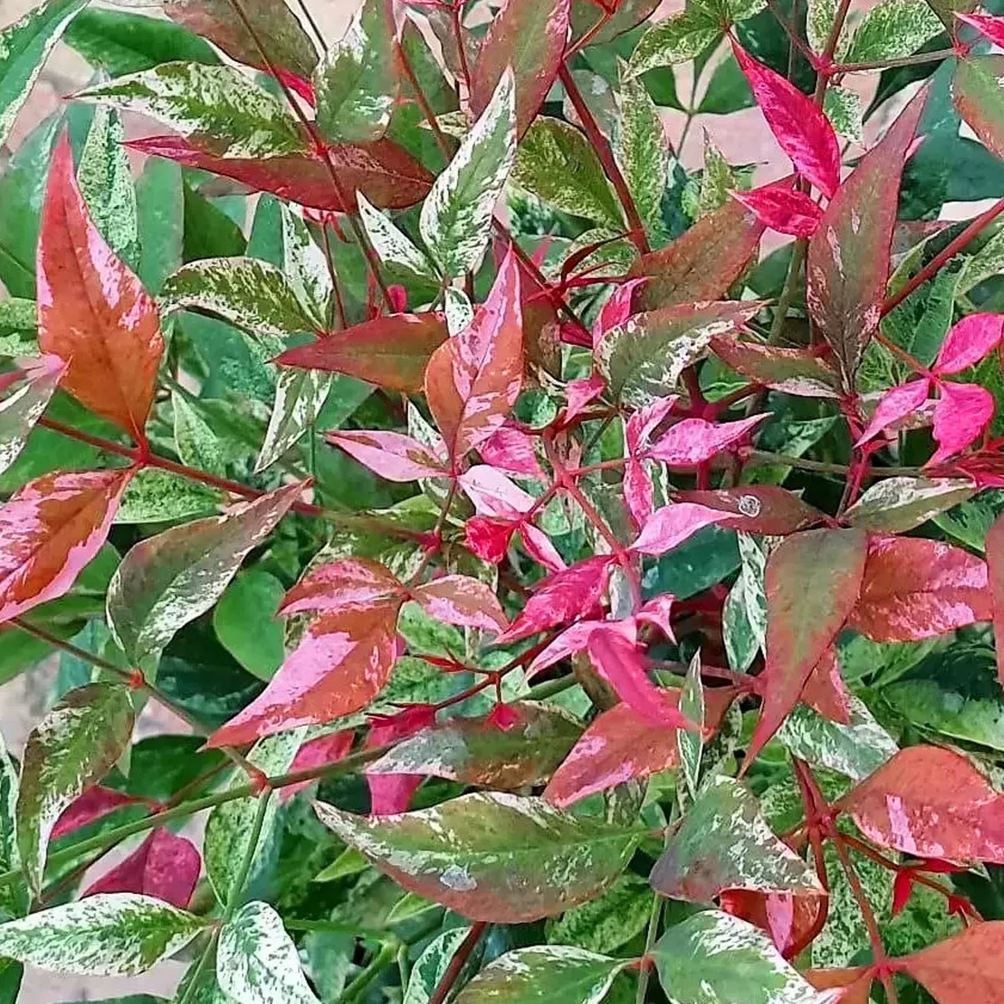 Nandina Red Light