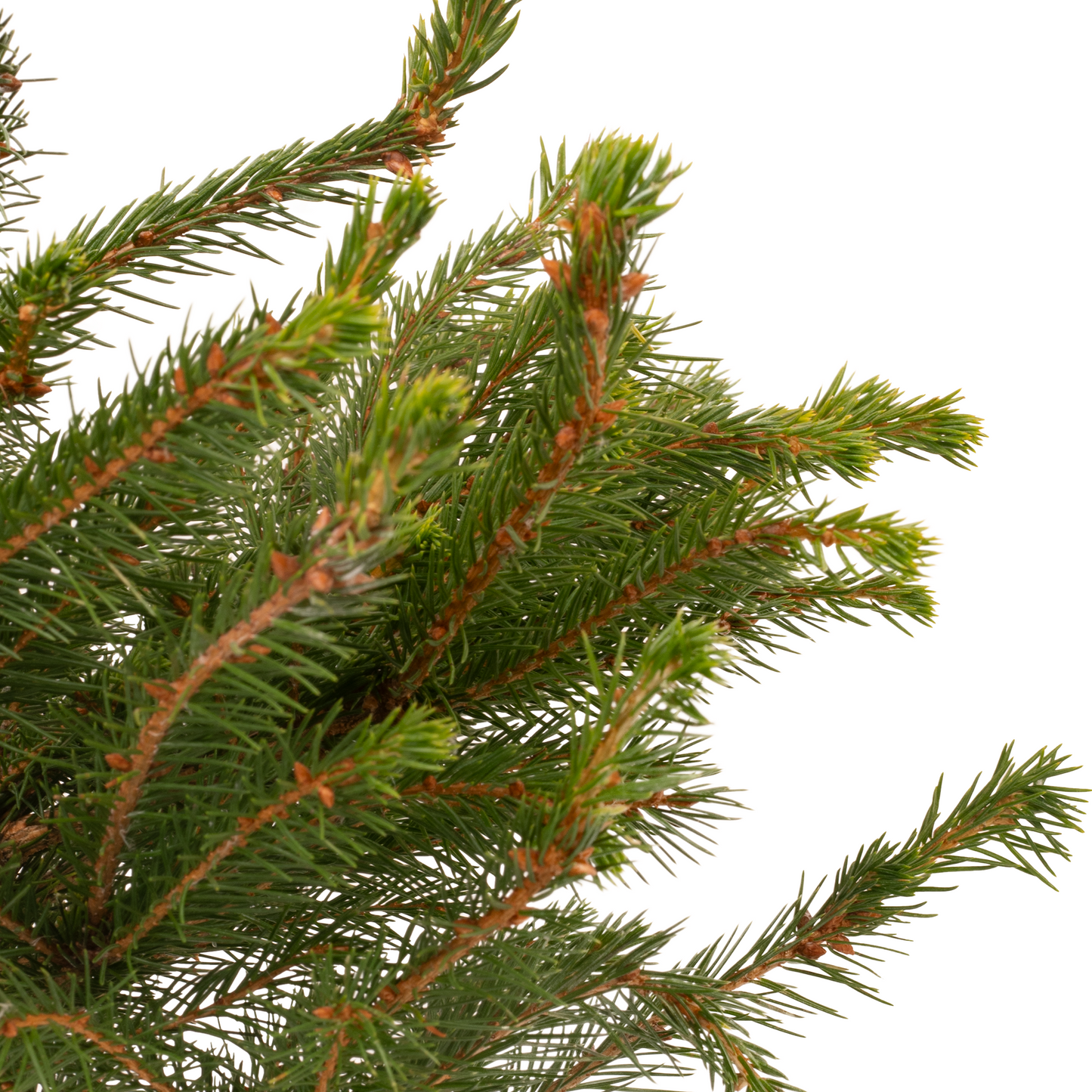 Norway Spruce Pot Grown Tabletop Christmas Tree