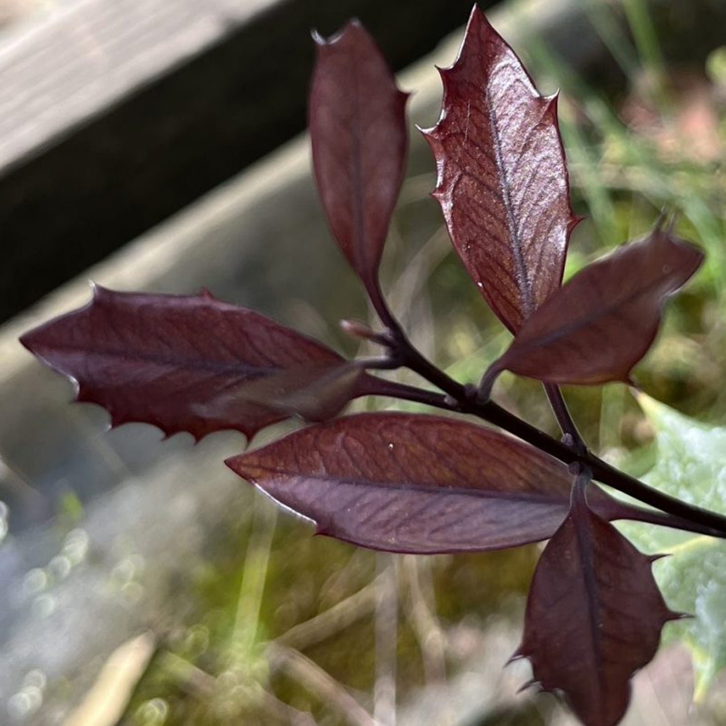 Osmanthus Purpureus