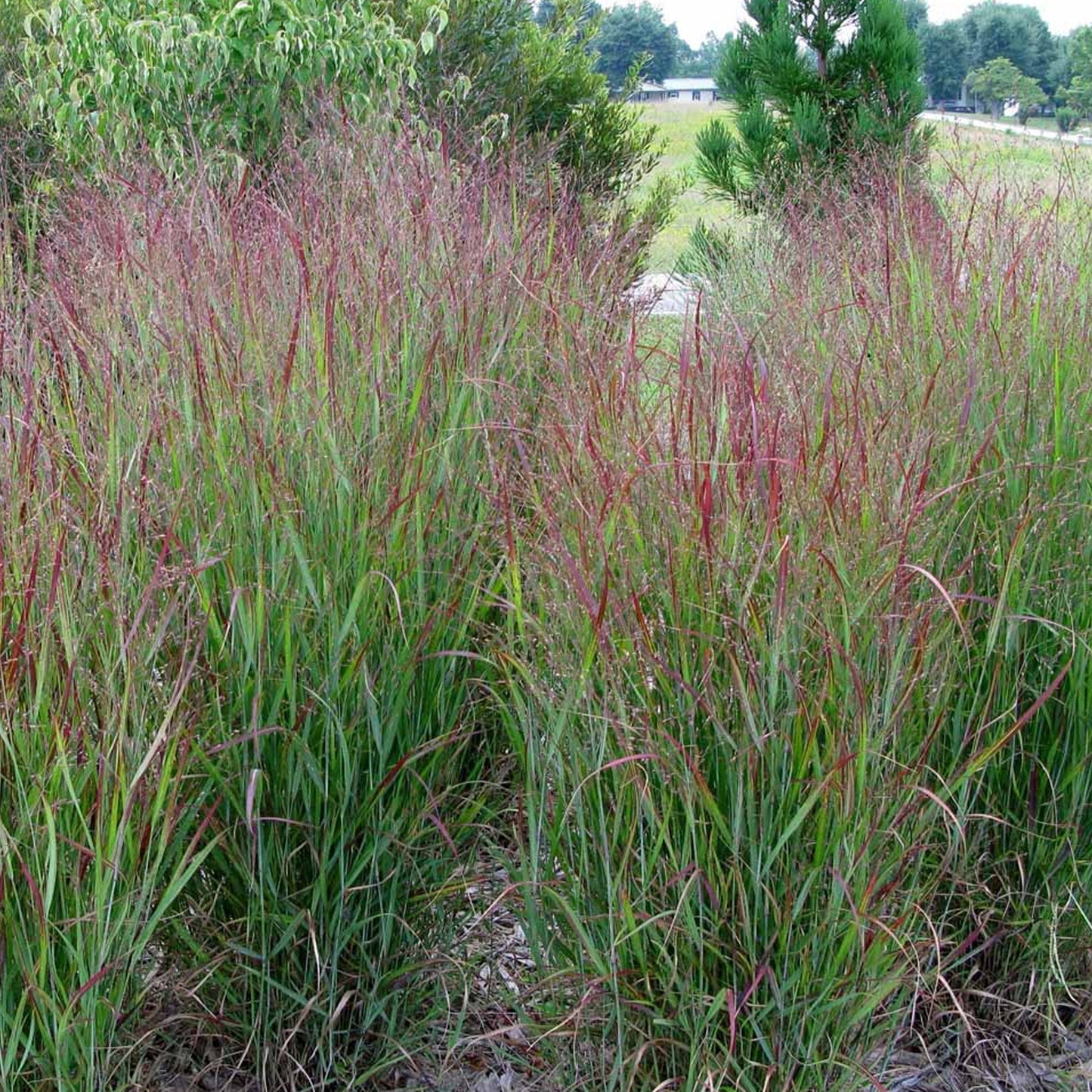 Panicum Shenandoah