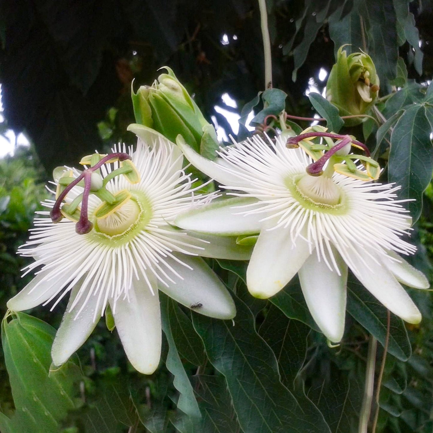 Passiflora Avalanche