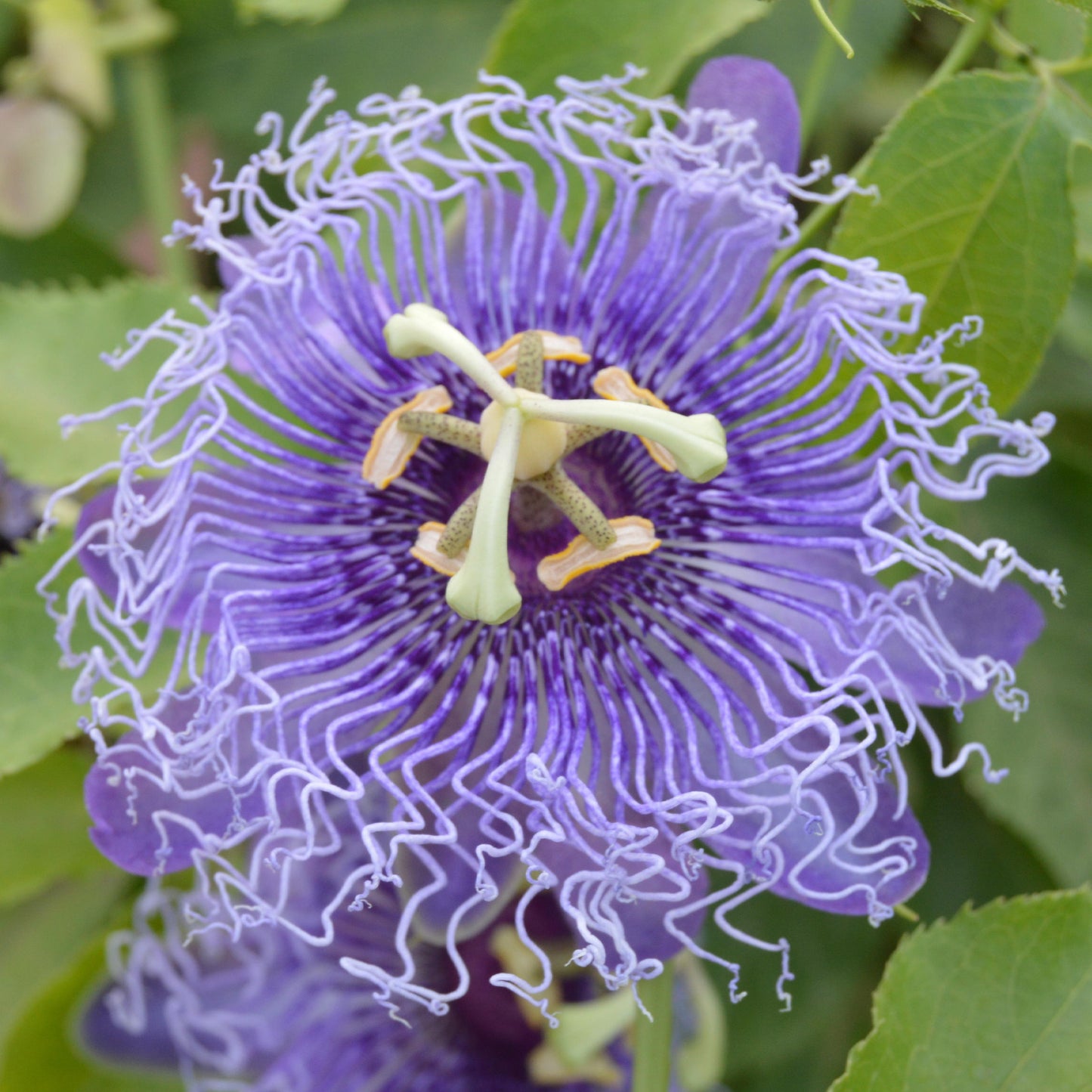 Passiflora Purple Rain