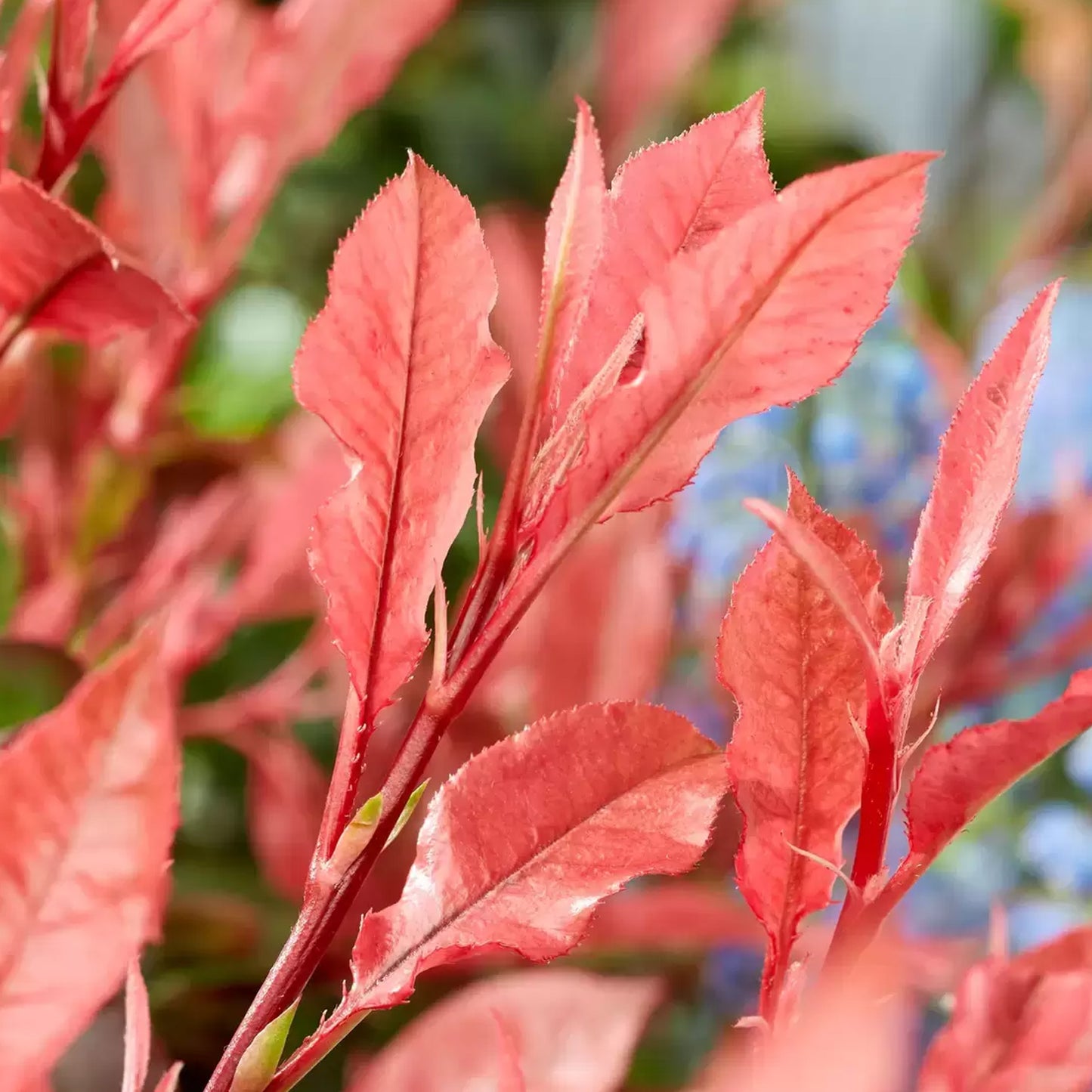 Photinia Little Fenna