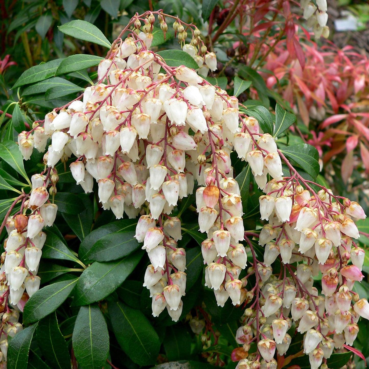 Pieris Sarabande