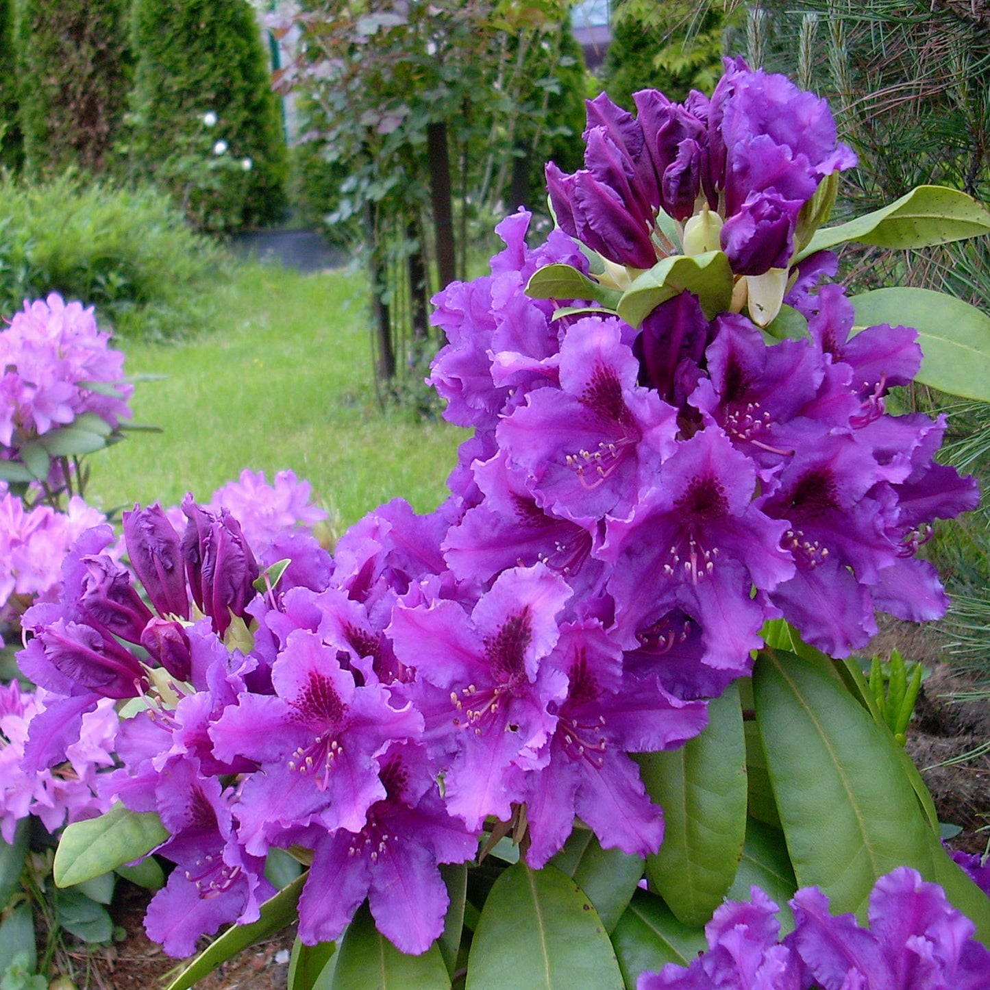 Rhododendron Azurro