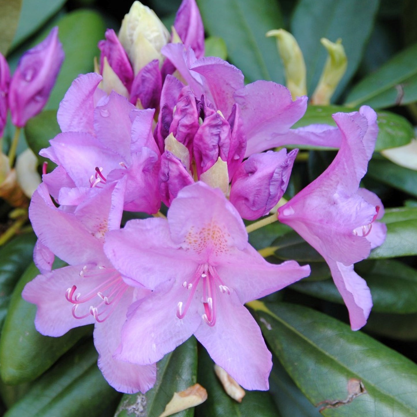 Rhododendron Catawbiense Grandiflorum