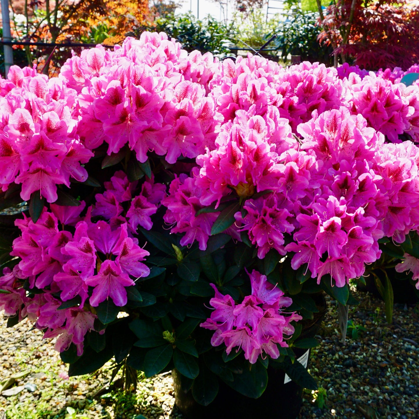 Rhododendron Cosmopolitan