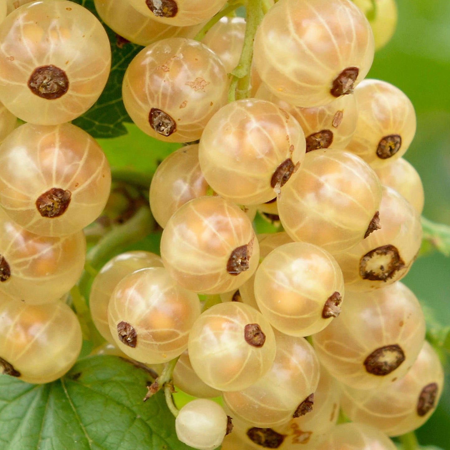 Whitecurrant Ribes Werdavia