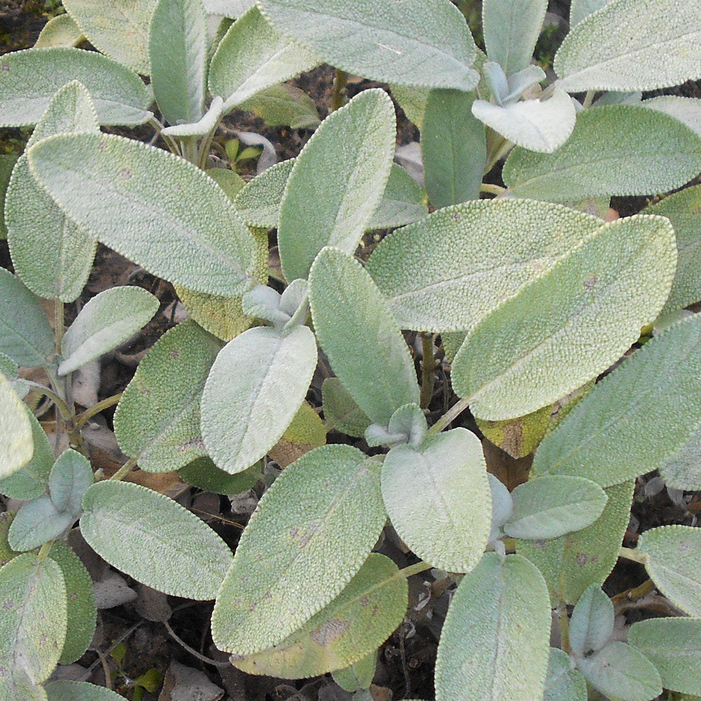 Herbs - Sage Maxima, Salvia Officinalis Maxima
