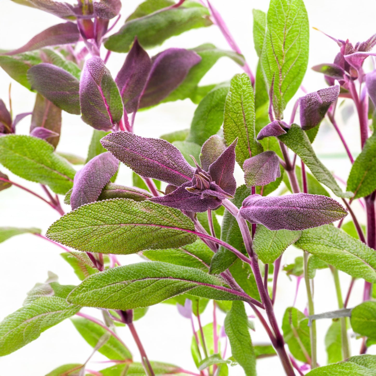 Herbs - Sage Purple, Salvia Officinalis Purpurea