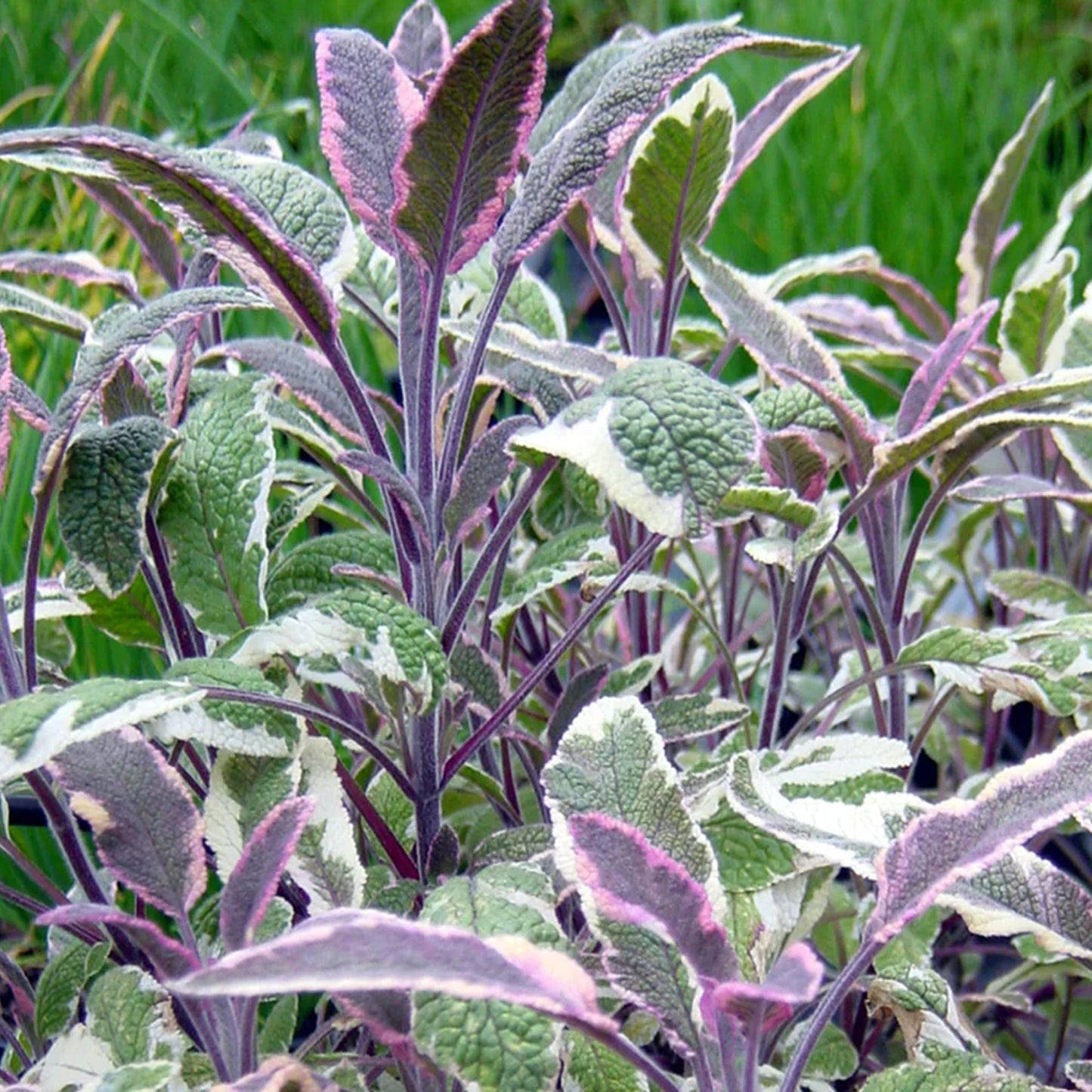 Herbs - Sage Tricolour, Salvia Officinalis Tricolour