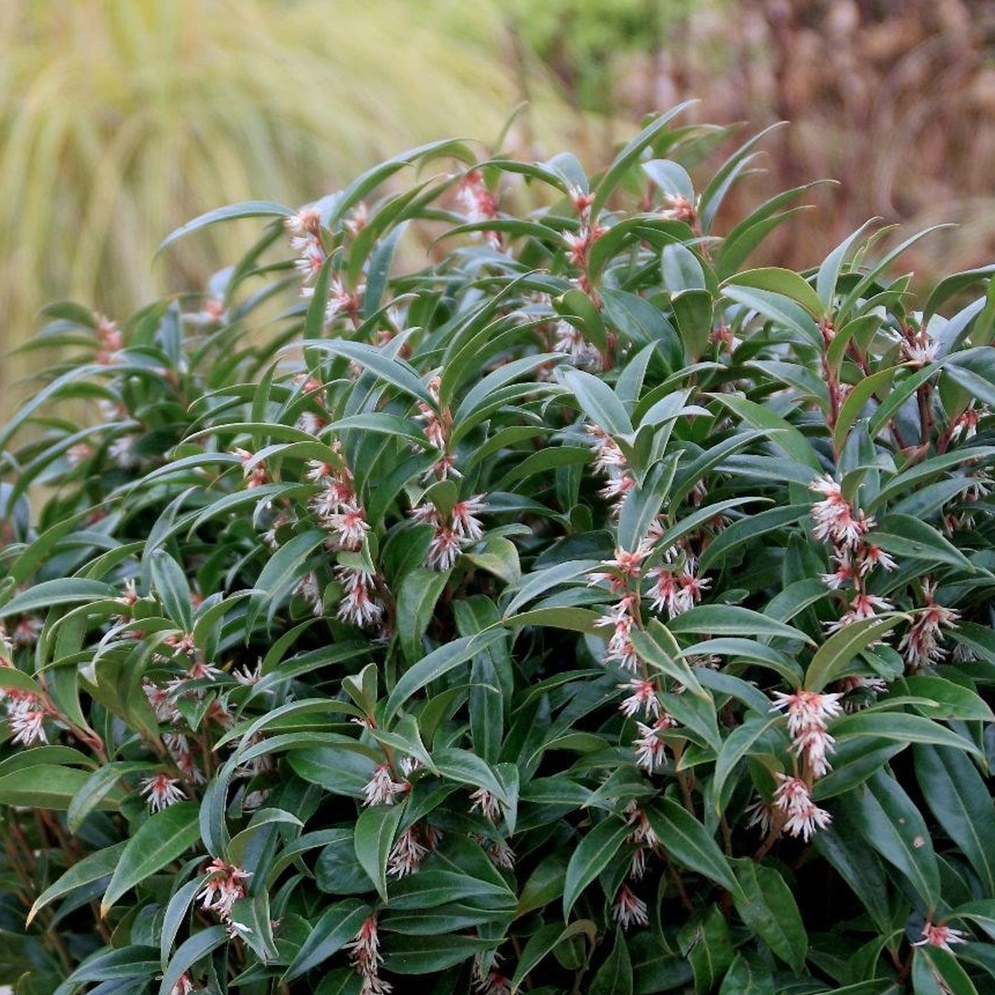 Sarcococca Purple Gem