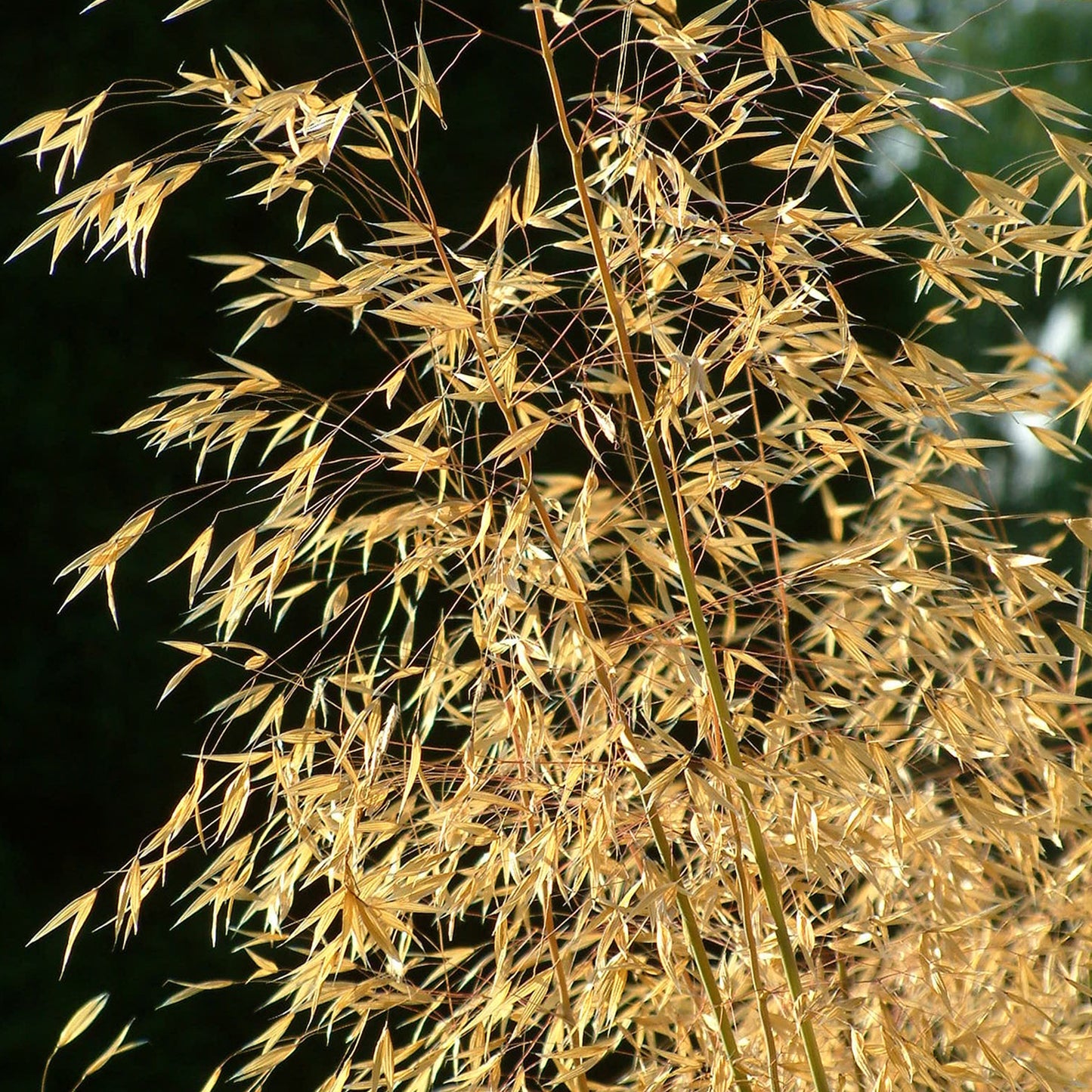 Stipa gigantea