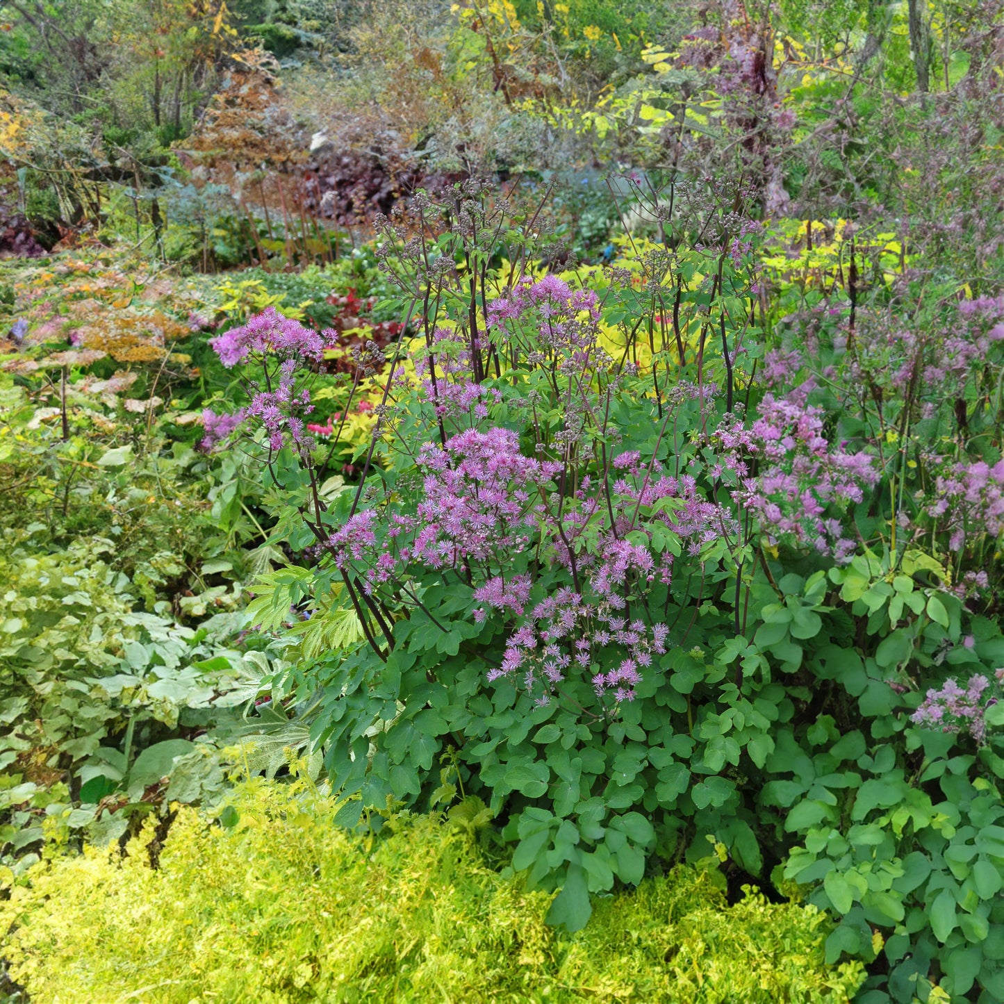 Thalictrum Black Stockings