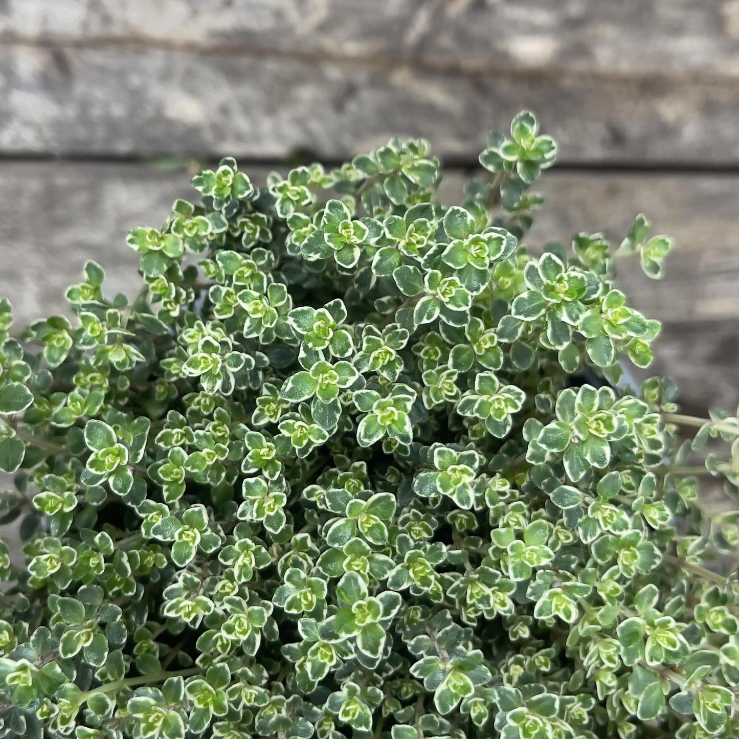 Herbs - Thyme Lady, Thymus Lady