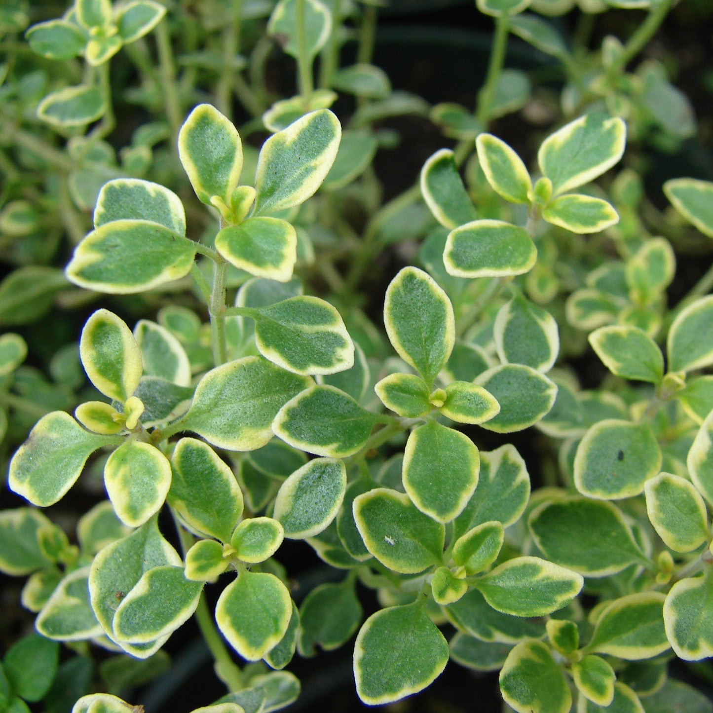 Herbs - Thyme Lemon Variegated, Thymus Citriodorus Aureus