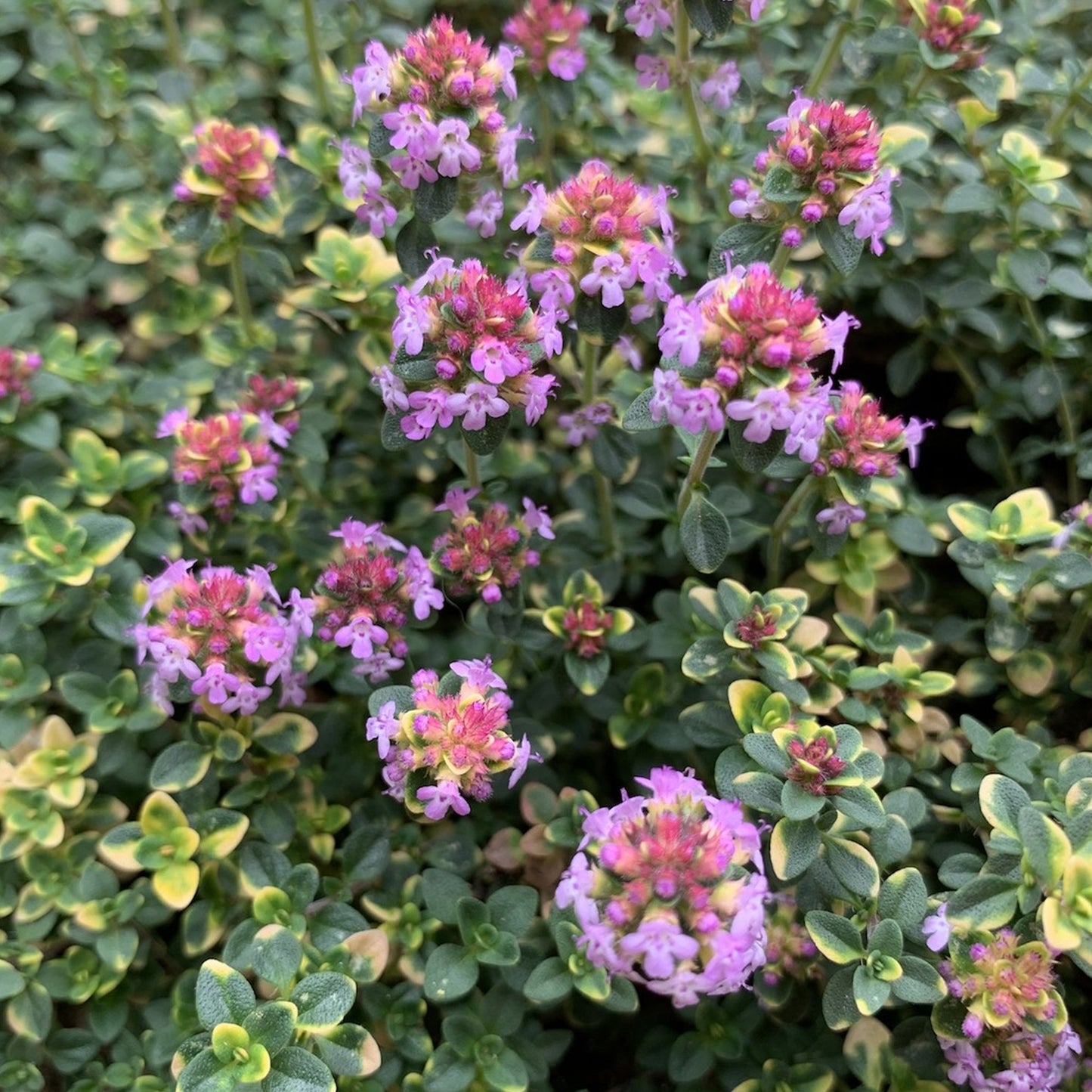 Herbs - Thyme Doone Valley, Thymus Doone Valley