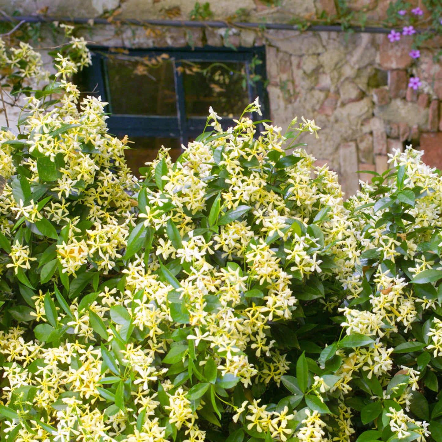 Trachelospermum Star of Toscana