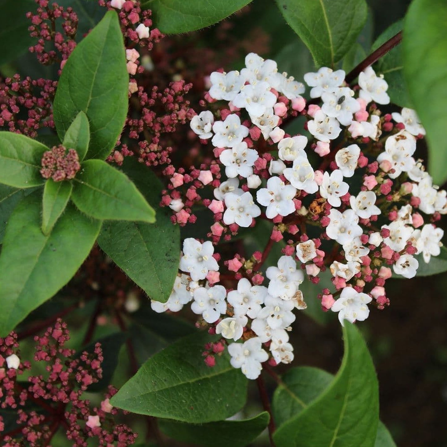 Viburnum Spirit