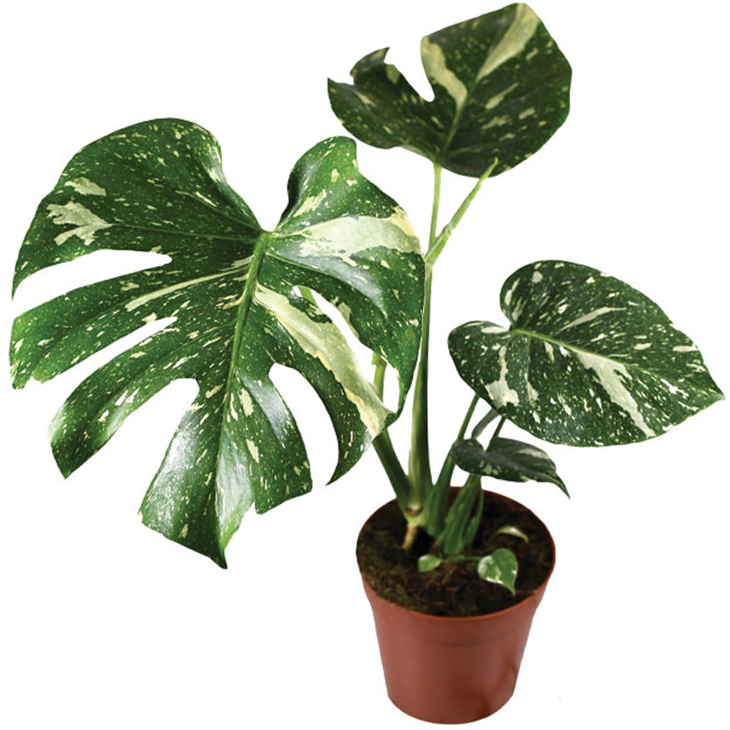 Variegated Monstera Deliciosa