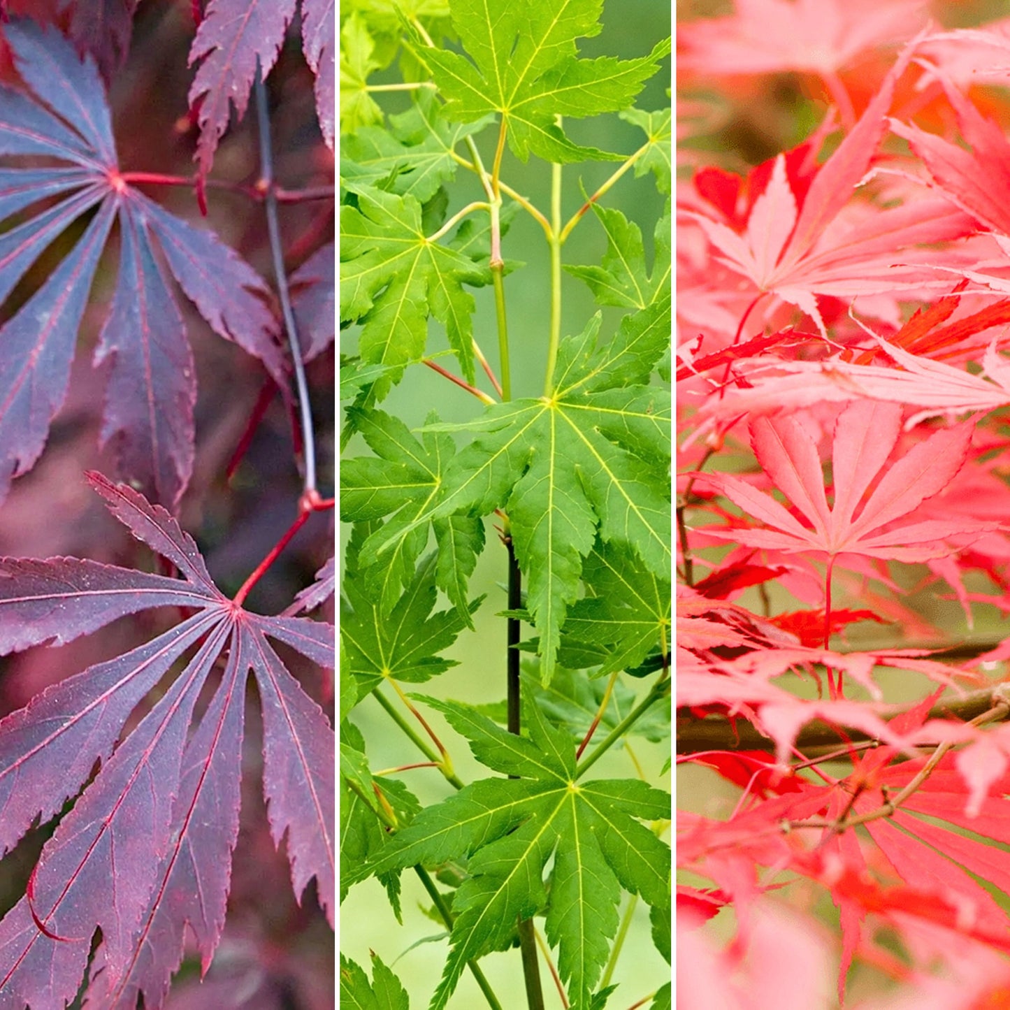 Acer Mix (9cm, Pack of 3)