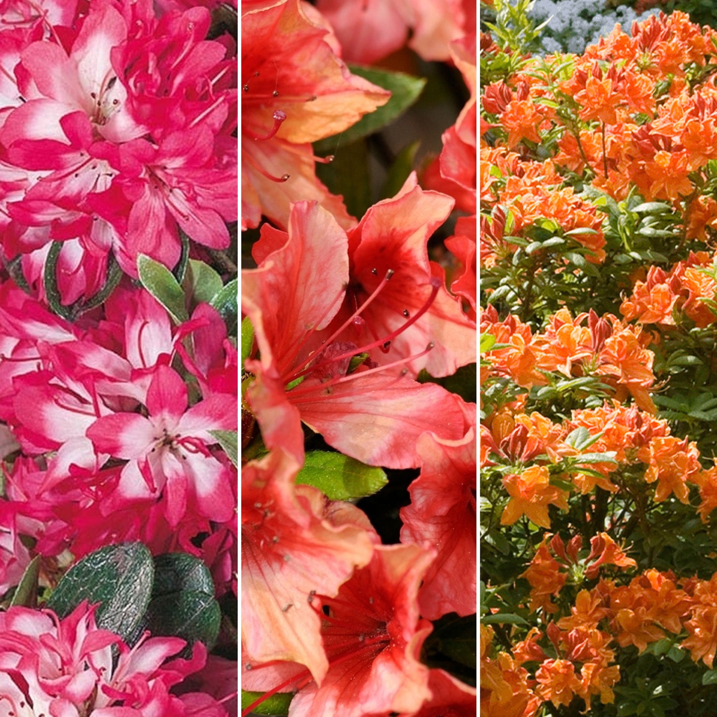 Azalea Mix (9cm, Pack of 3)