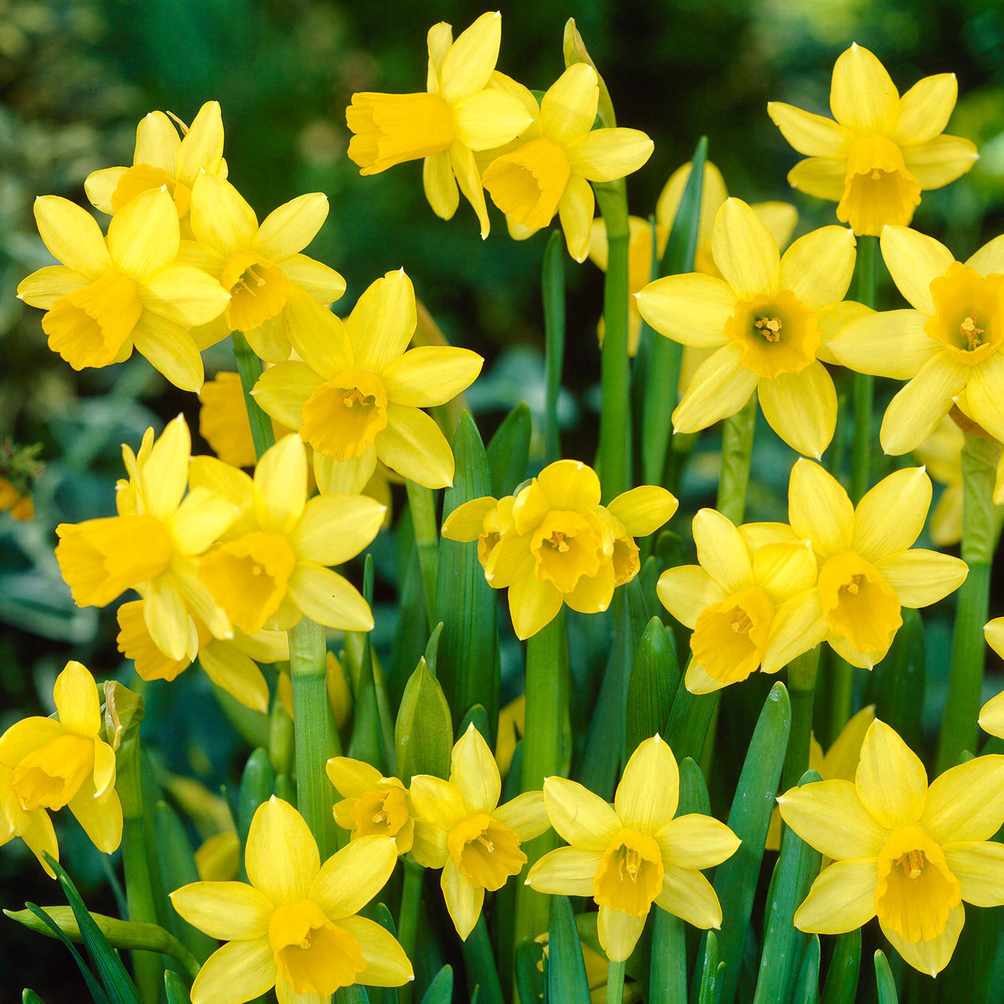 Narcissus Tete a Tete -MASTER-