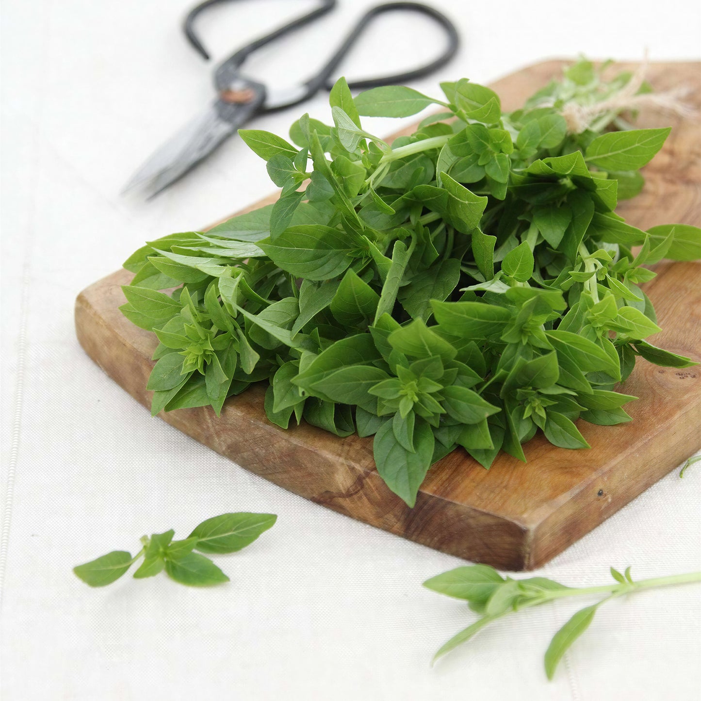 Herb - Basil Bush (8cm)