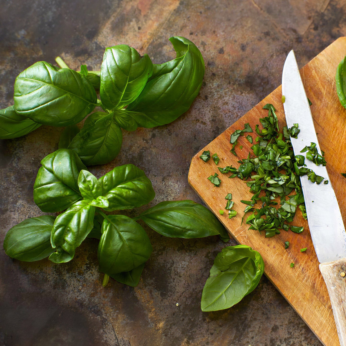 Herb - Basil Sweet (8cm)