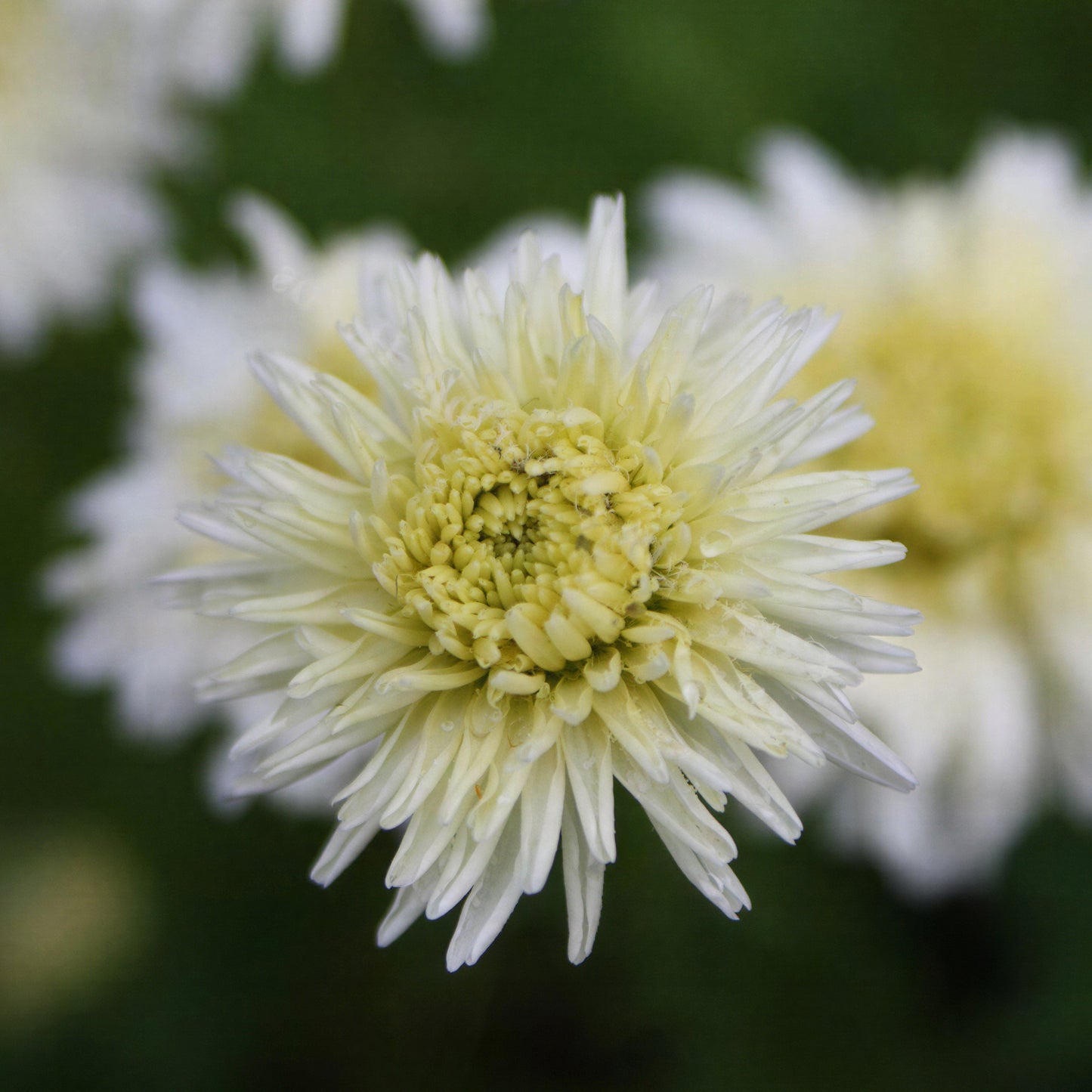 Herb - Chamomile Double Flowered (8cm)